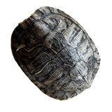 Smudging Accessories - Shells - Candles - Cauldrons