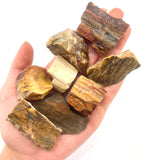 Petrified Wood, One stone or a Baggy, Rough Petrified Wood, Raw Fossilized Wood