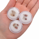 TWO Red Pyramid Quartz - Hematite Included Quartz - Hematite Phantom Quartz