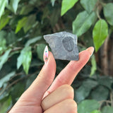 Trilobite Fossil - Medium - Intuitive