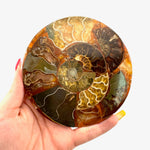 Ammonite Fossil Plate, Natural Ammonite Fossils, Round Ammonite Disc, B-57