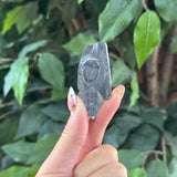 Trilobite Fossil - Medium - Intuitive