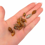 THREE Agate Replaced Shells - Morocco - Natural Carnelian Shells