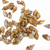 THREE Agate Replaced Shells - Morocco - Natural Carnelian Shells