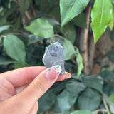 Trilobite Fossil - Small - Intuitive
