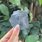 Trilobite Fossil - Small - Intuitive