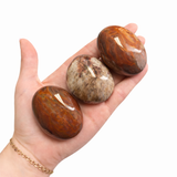 Petrified Wood Palm Stone - Natural Petrified Wood - Polished Petrified Wood Palm