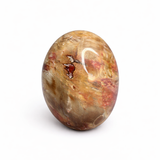Petrified Wood Palm Stone - Natural Petrified Wood - Polished Petrified Wood Palm