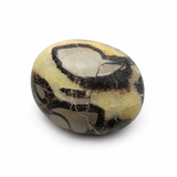 Septarian Palm Stone - Natural Septarian - Polished Septarian Palm