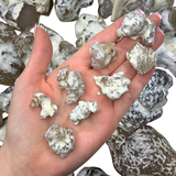 Snakeskin Agate Tumble, Tumbled Snakeskin Agate, Snakeskin Jasper, Polished Snakeskin