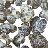 Snakeskin Agate Tumble, Tumbled Snakeskin Agate, Snakeskin Jasper, Polished Snakeskin