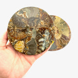 Ammonite Fossil Plate, Natural Ammonite Fossils, Round Ammonite Disc, B-57