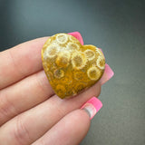 25g Fossil Coral Heart Cabochons, Bulk or Wholesale Fossil Coral Heart Cabochons, Fossil Coral Heart Cabochon