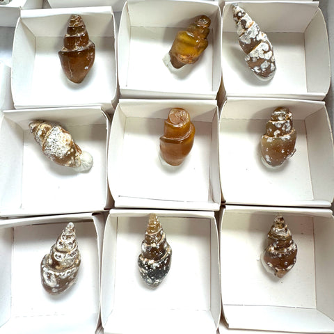 Carnelian Replaced Shells, Agate Replaced Shells, Natural Agatized Shell, Natural Carnelian Shell