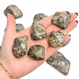 Turritella Agate Tumble, Tumbled Turritella Agate, Agate Fossil