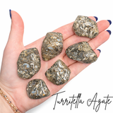Turritella Agate Tumble, Tumbled Turritella Agate, Agate Fossil