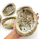 Large Rough Abalone Shell, Black Lip Abalone Shell, Smudging Shell, Large Shell