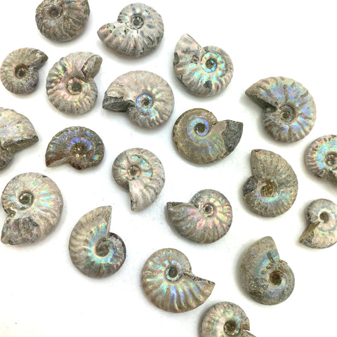 Iridescent Ammonite, MINI Rainbow Ammonite, Small Iridescent Ammonite, Rainbow Ammonite, P-30