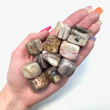 Tumbled Petrified Wood, Petrified Wood Tumble, Polished Petrified Wood, Healing Petrified Wood, B-61