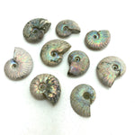 Medium Iridescent Ammonite, Rainbow Ammonite, Natural Iridescent Ammonite, P-30