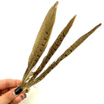 Ringneck Pheasant Feather, Ethically Sourced Feather, Pheasant Feather