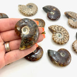Whole Ammonite, Fossilized Ammonite, Madagascar Ammonite, Natural Ammonite, P-32