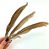 Golden Pheasant Feather, Ethically Sourced Feather, Pheasant Feather