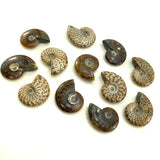 Whole Ammonite, Fossilized Ammonite, Madagascar Ammonite, Natural Ammonite, P-32