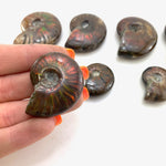 Red Flash Ammonite, Red Ammonite, Polished Ammonite, Small Ammonite, P-31