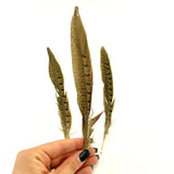 Ringneck Pheasant Feather, Ethically Sourced Feather, Pheasant Feather