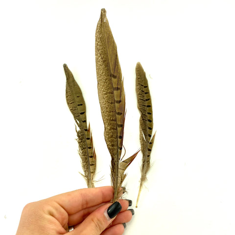 Ringneck Pheasant Feather, Ethically Sourced Feather, Pheasant Feather