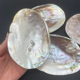 Blister Pearl Shell, Smudging Shell, Smudging Dish, Pearl Shell, Abalone Shell