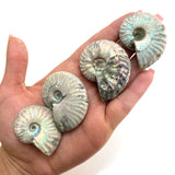 Medium Iridescent Ammonite, Rainbow Ammonite, Natural Iridescent Ammonite, P-30