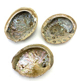 Large Rough Abalone Shell, Black Lip Abalone Shell, Smudging Shell, Large Shell