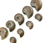 Red Flash Ammonite, Red Ammonite, Polished Ammonite, Small Ammonite, P-31