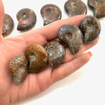 Red Flash Ammonite, Red Ammonite, Polished Ammonite, Small Ammonite, P-31