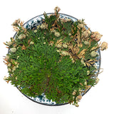 Rose of Jericho, Small Size, Jericho Flower, Jericho Rose