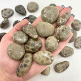 Petoskey Stone Tumble, Tumbled Petoskey Stone, Michigan Petoskey Stone, T-154