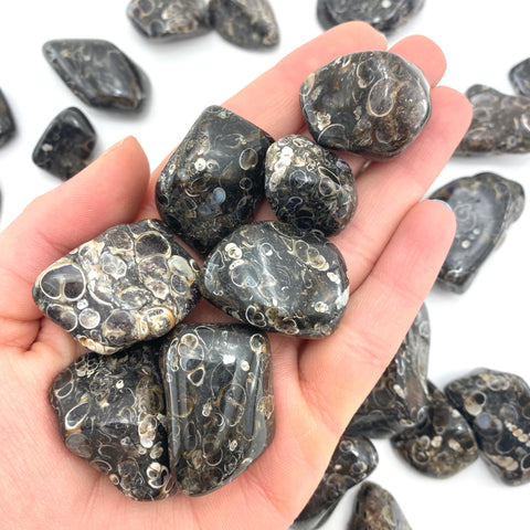 Turritella Agate Tumble, Tumbled Turritella Agate, Agate Fossil