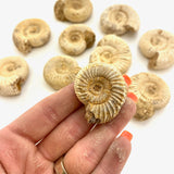 Complete Rough Ammonite, Fossilized Ammonite, Natural Ammonite, White Ammonite, P-29