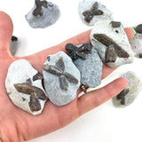 Staurolite in Matrix, "X" Stone, Staurolite Cross Stone, Natural Staurolite, A-38