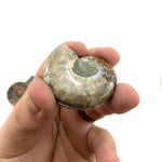 Ammonite Pair, Polished Ammonite Pair, Cut Ammonite Pair, Natural Ammonite