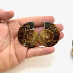 Ammonite Pair, Polished Ammonite Pair, Cut Ammonite Pair, Natural Ammonite