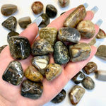 Tumbled Coprolite, Coprolite Tumble, Fossilized Poop, Fossilized Feces, Polished Coprolite, P-127